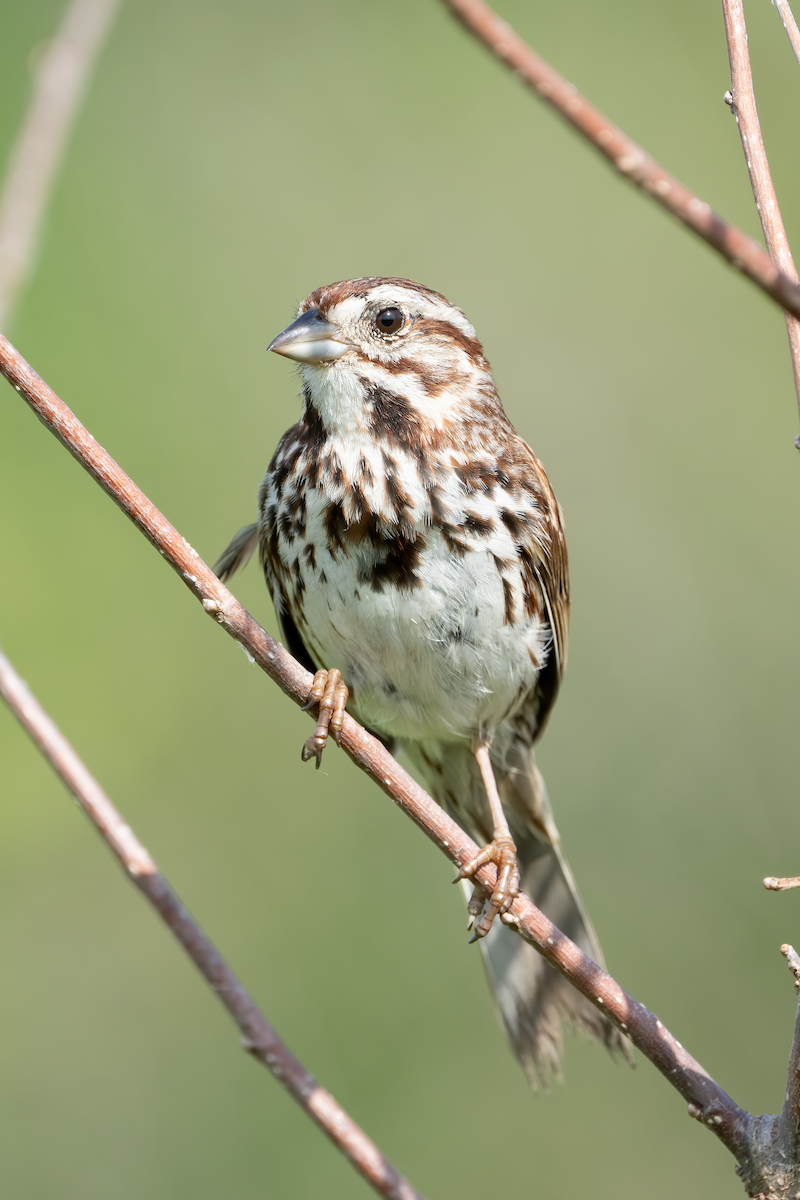 Song Sparrow - Michael Filosa