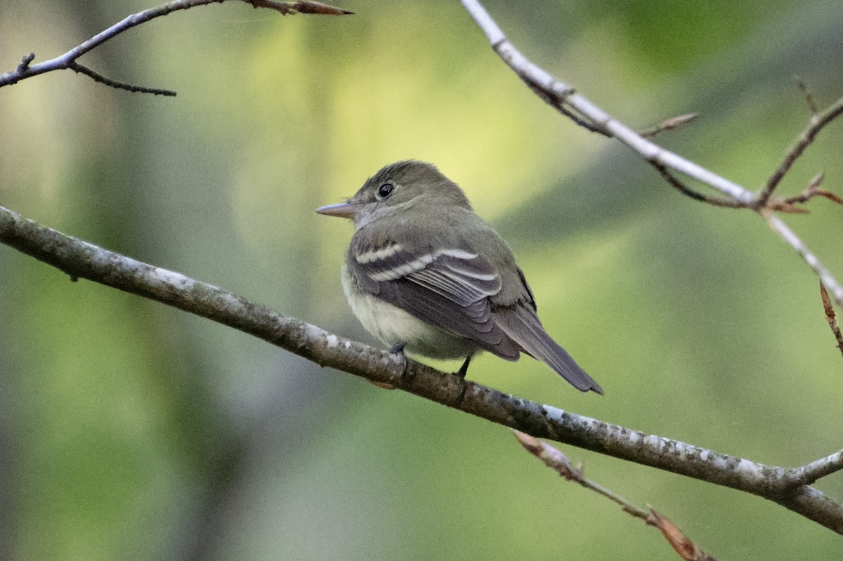 Acadian Flycatcher - James Hatfield