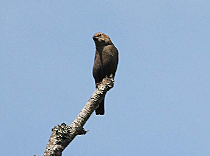 Brown-headed Cowbird - Doug Pfeiffer