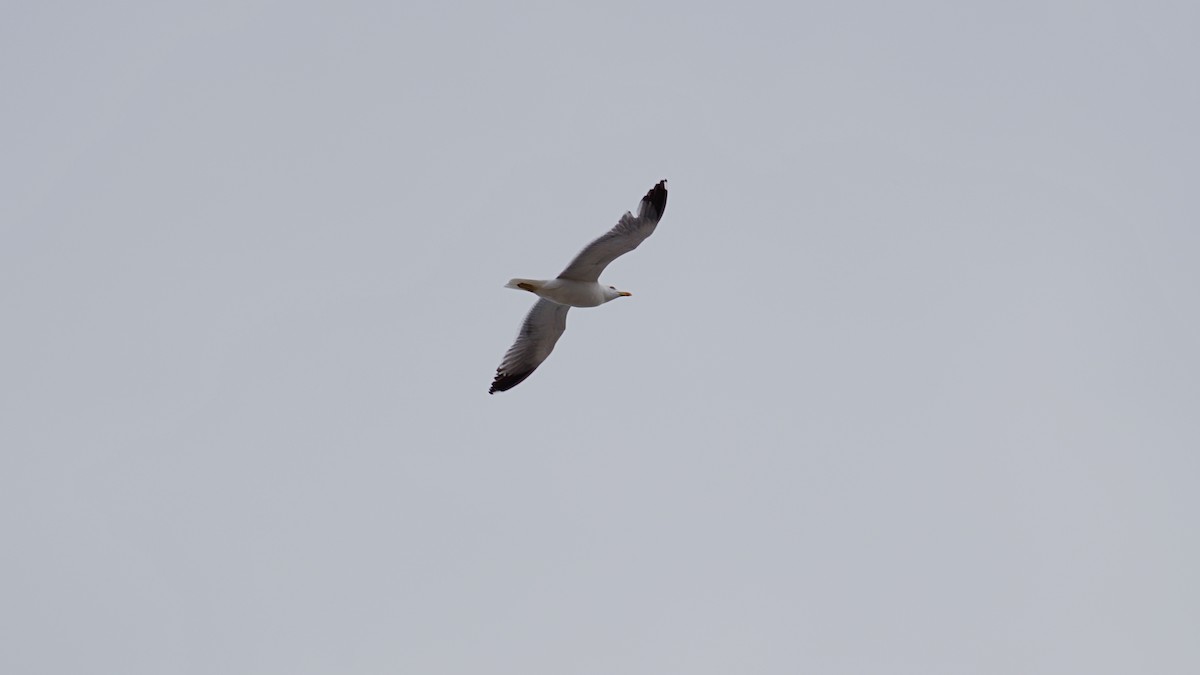 Yellow-legged Gull - Jakub Nikiel