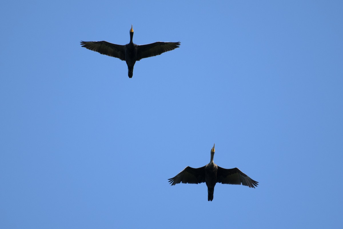 Double-crested Cormorant - James Hatfield
