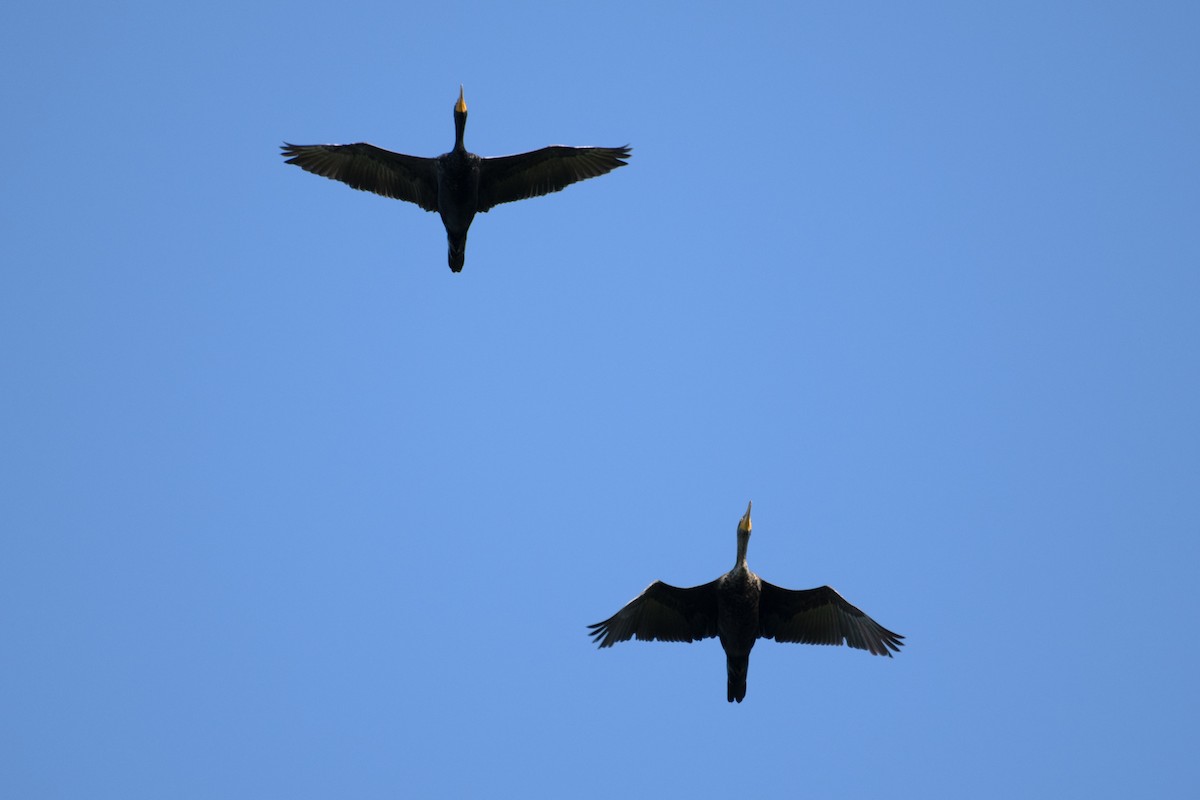 Double-crested Cormorant - ML619581114