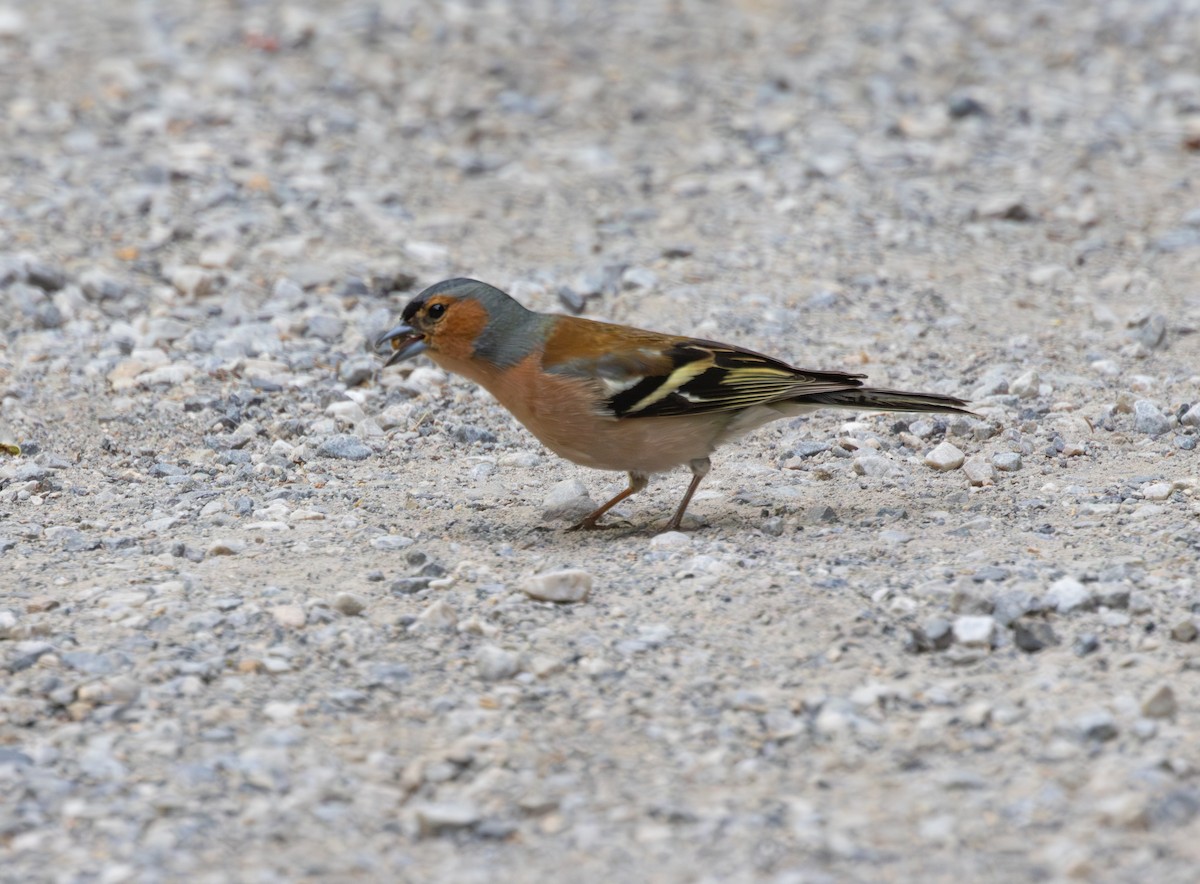Common Chaffinch - Kevin  Brix