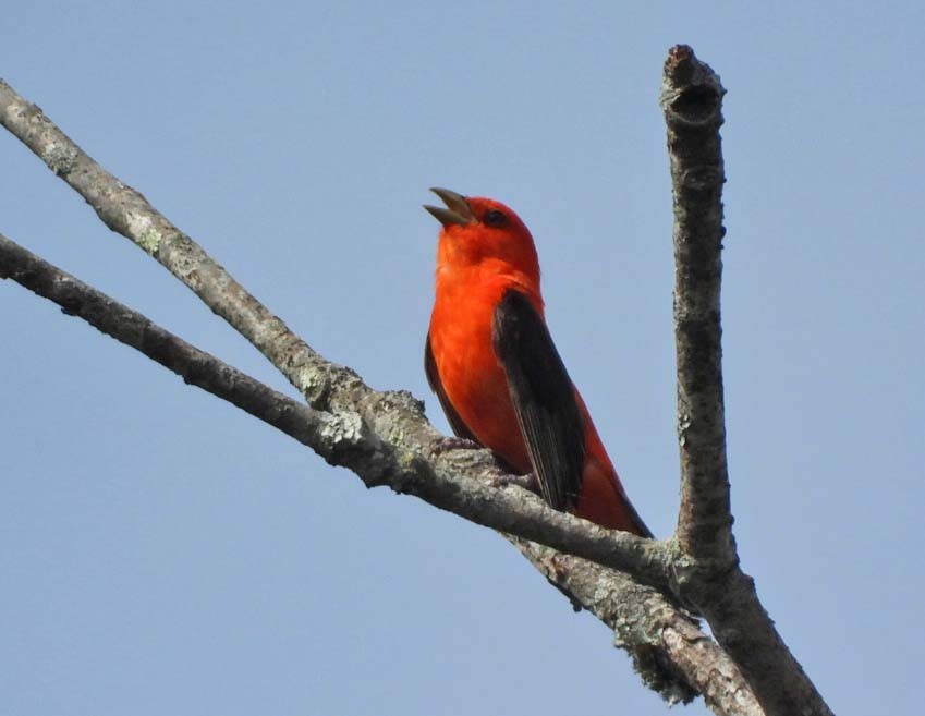 Scarlet Tanager - Doug Pfeiffer