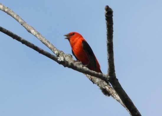 Scarlet Tanager - Doug Pfeiffer