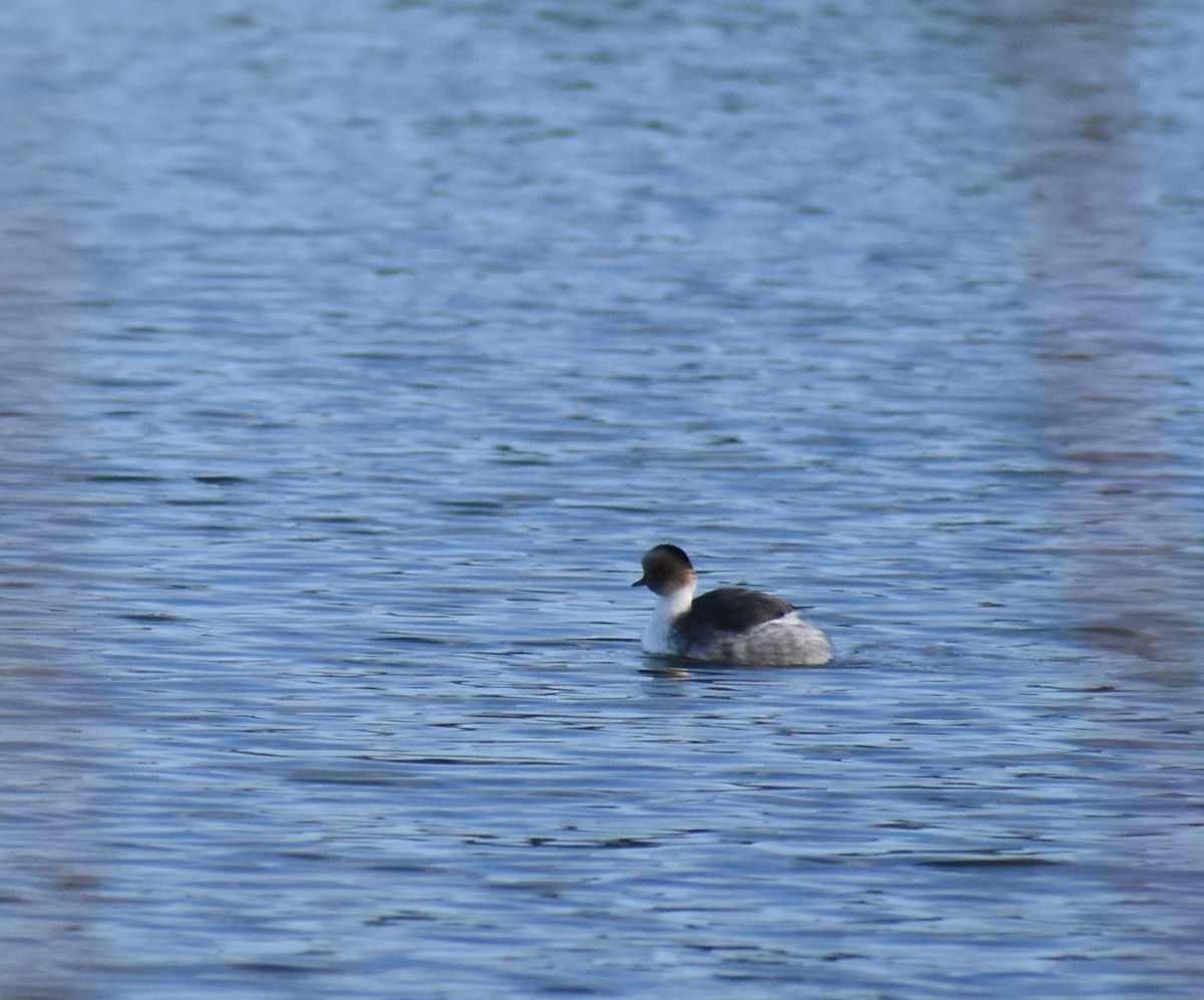 Silvery Grebe - Fernanda Ferrari