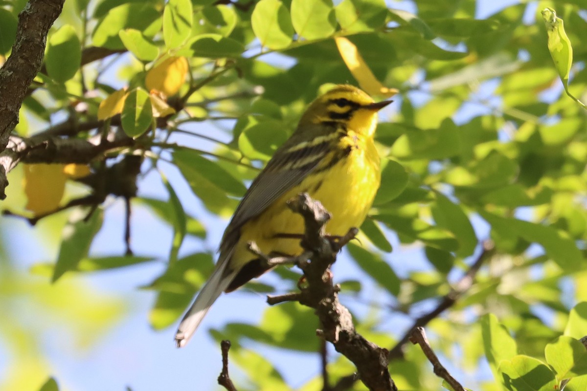 Prairie Warbler - Subodh Ghonge