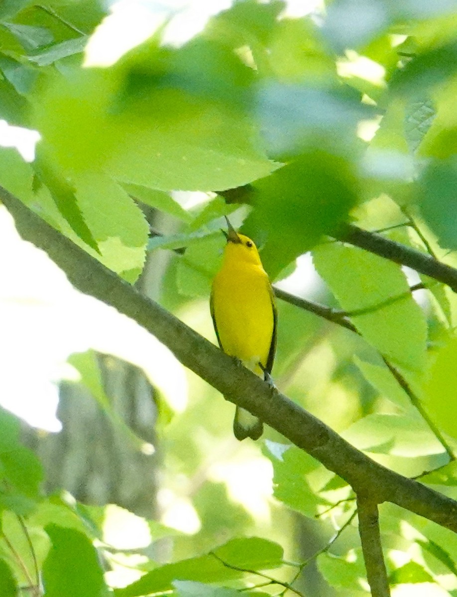 Prothonotary Warbler - Brian Lineaweaver