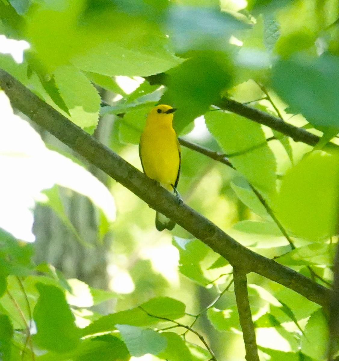 Prothonotary Warbler - Brian Lineaweaver