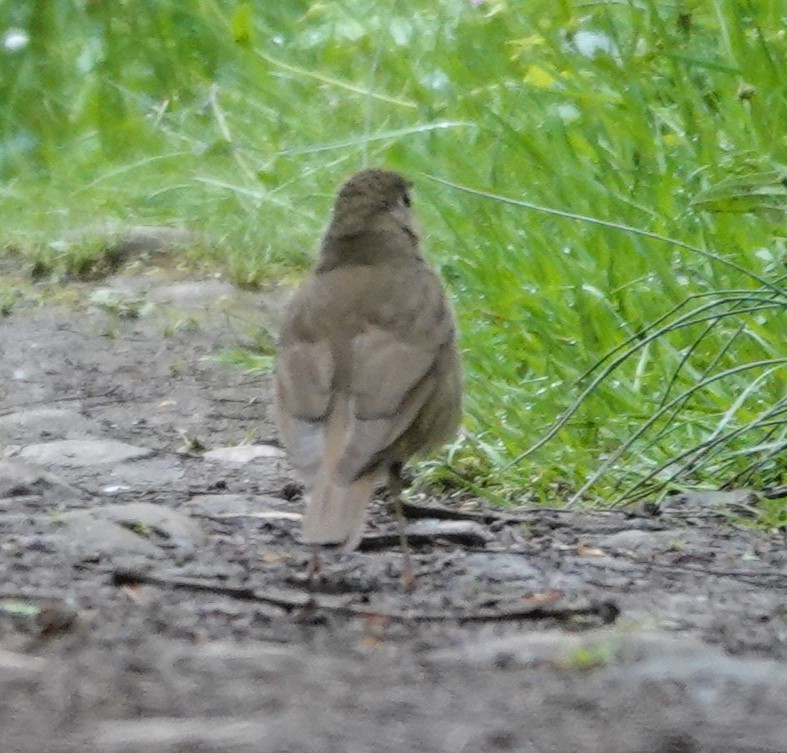 Swainson's Thrush - Justin Cook