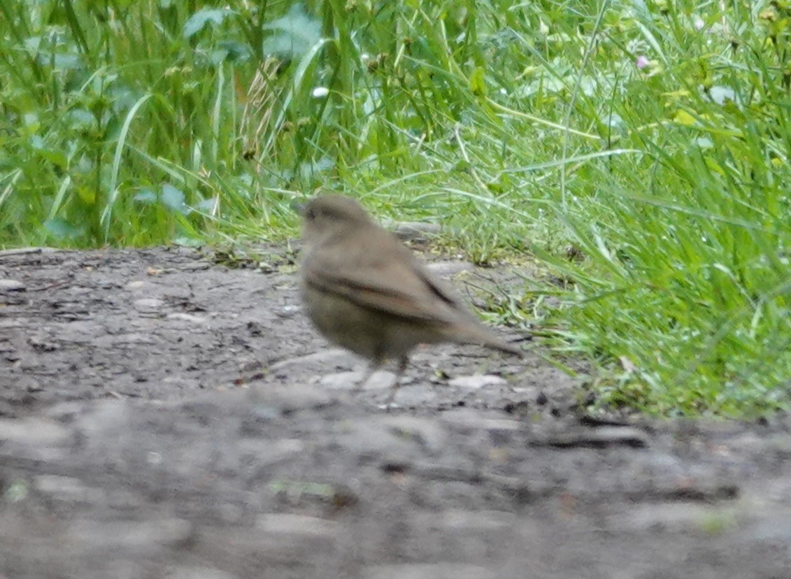 Swainson's Thrush - Justin Cook