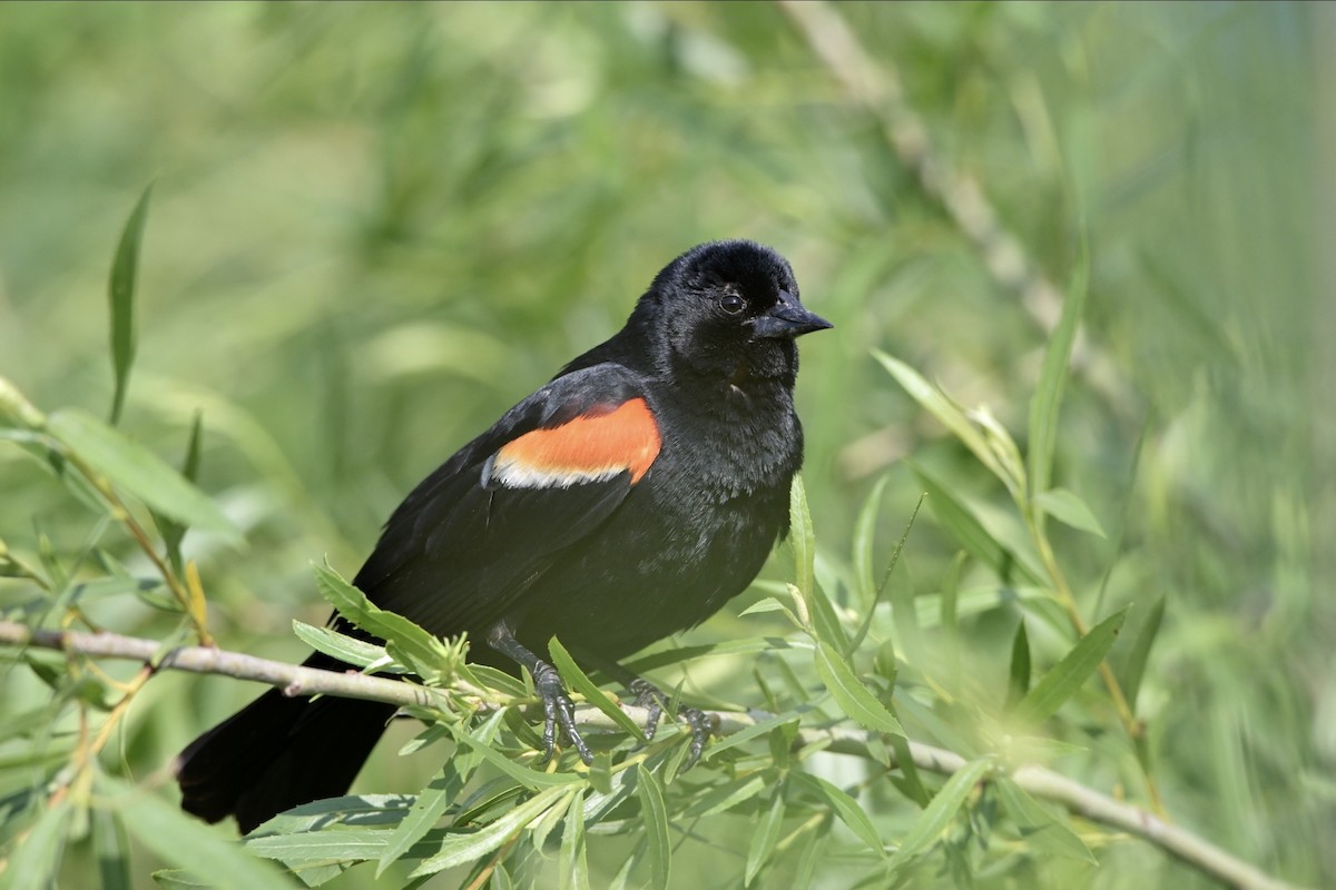 Red-winged Blackbird - Josiah Santiago