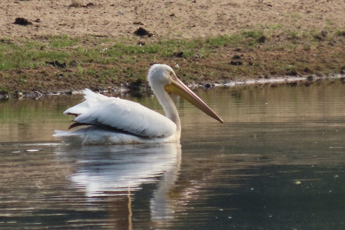 American White Pelican - ML619581148