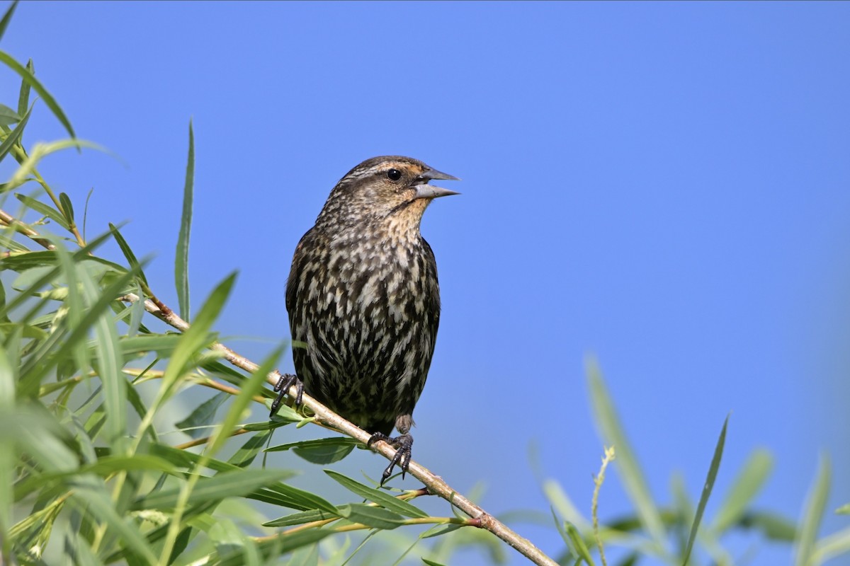 Red-winged Blackbird - Josiah Santiago