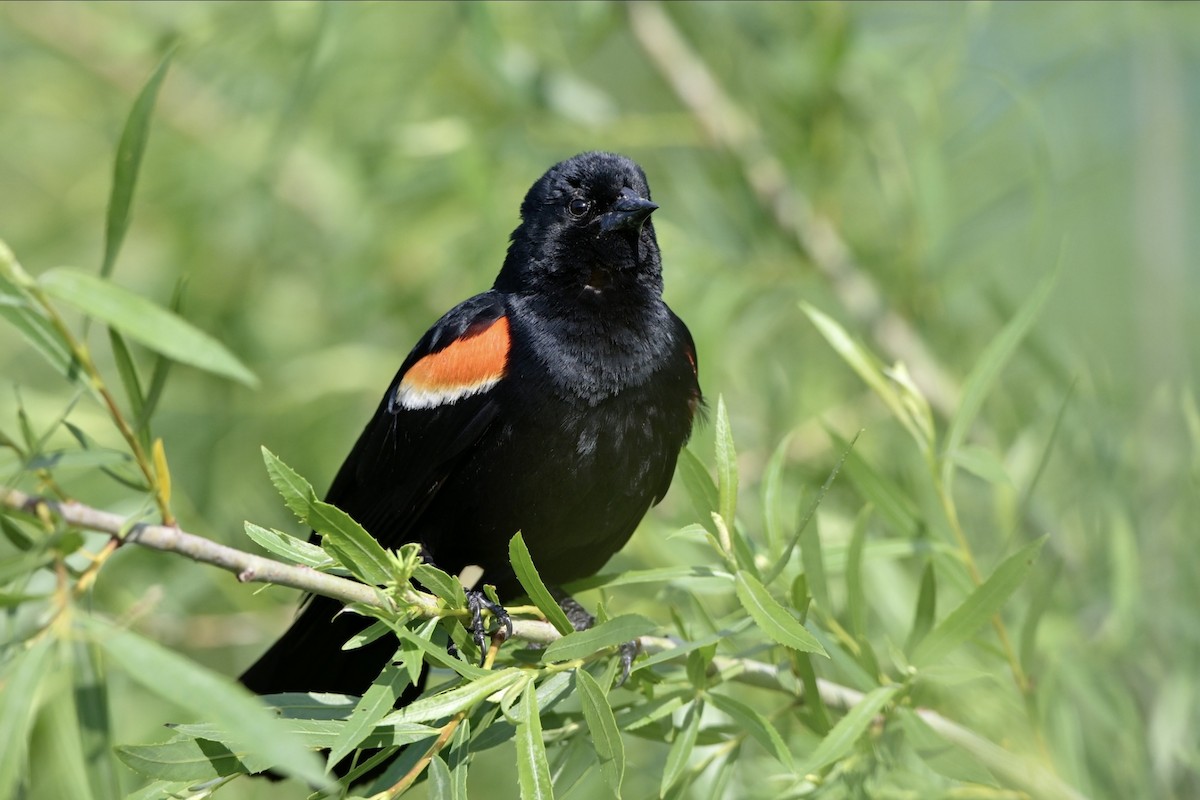 Red-winged Blackbird - Josiah Santiago