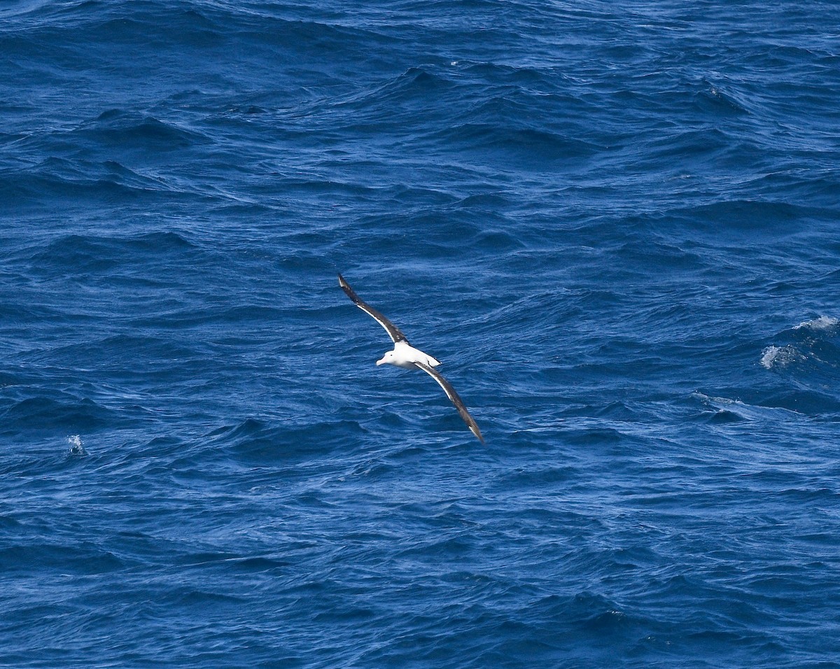 albatros Sanfordův - ML619581152