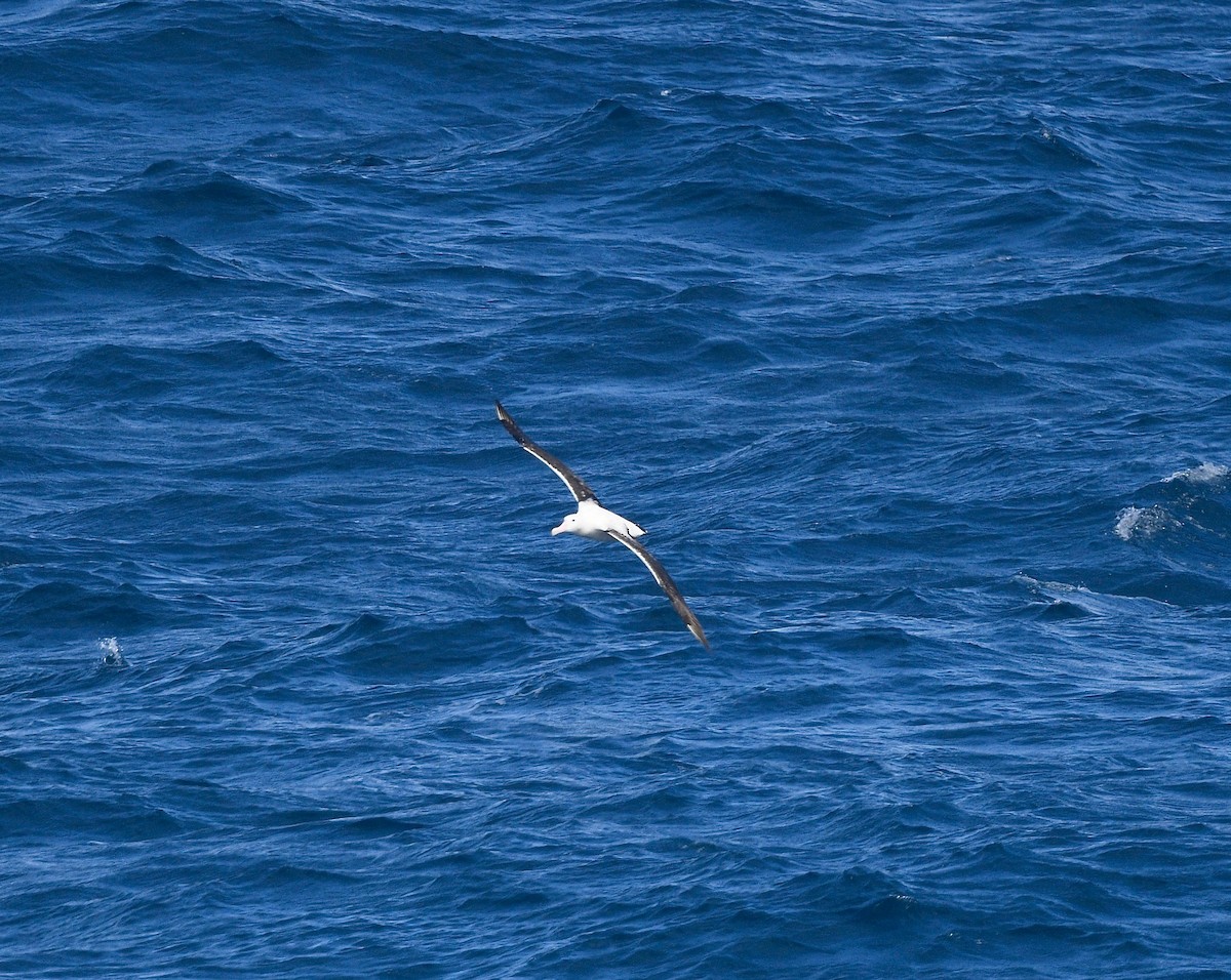 Northern Royal Albatross - Win Ahrens