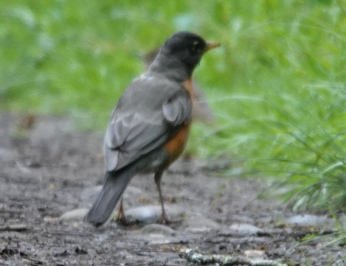 American Robin - Justin Cook