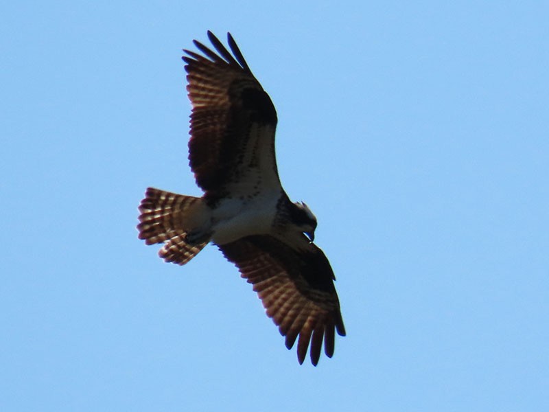 Osprey (carolinensis) - Karen Lebing