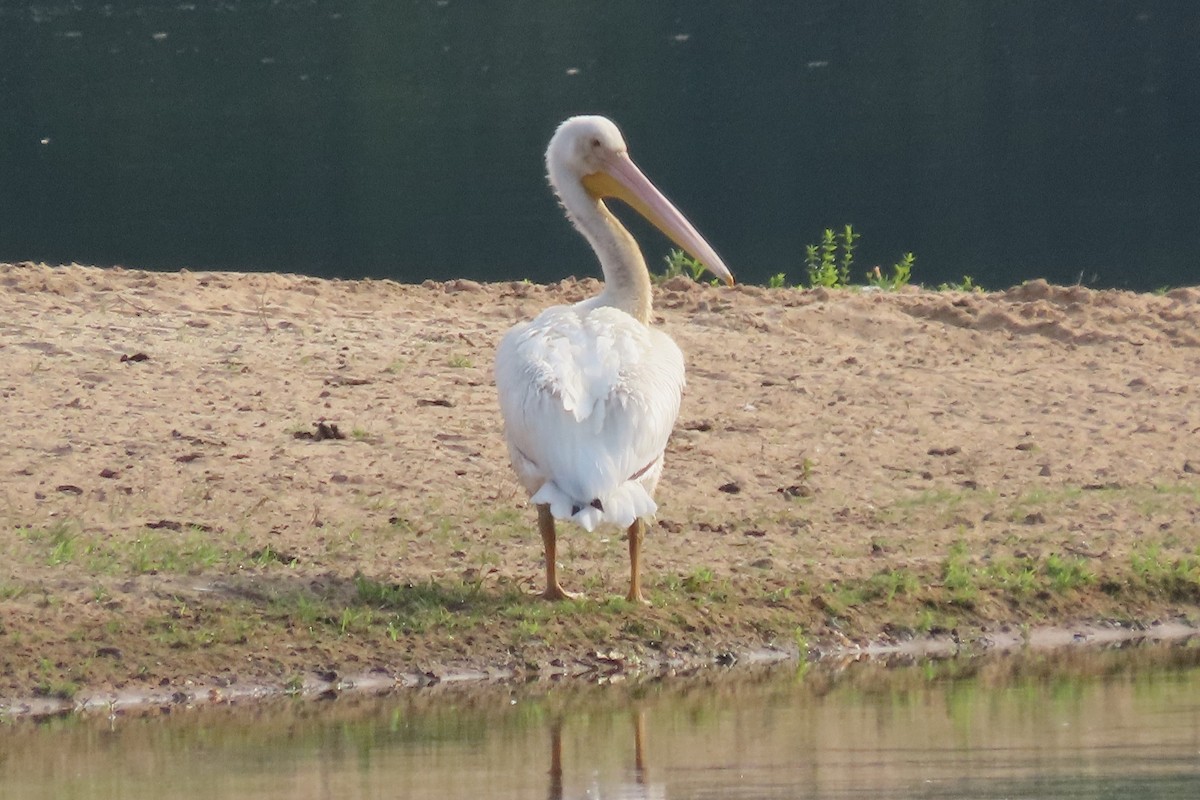 American White Pelican - ML619581158