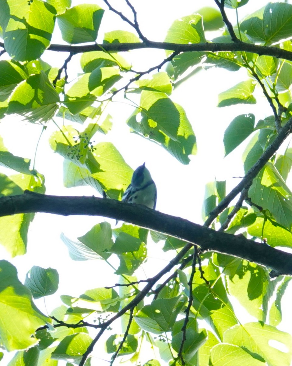 Cerulean Warbler - Brian Lineaweaver