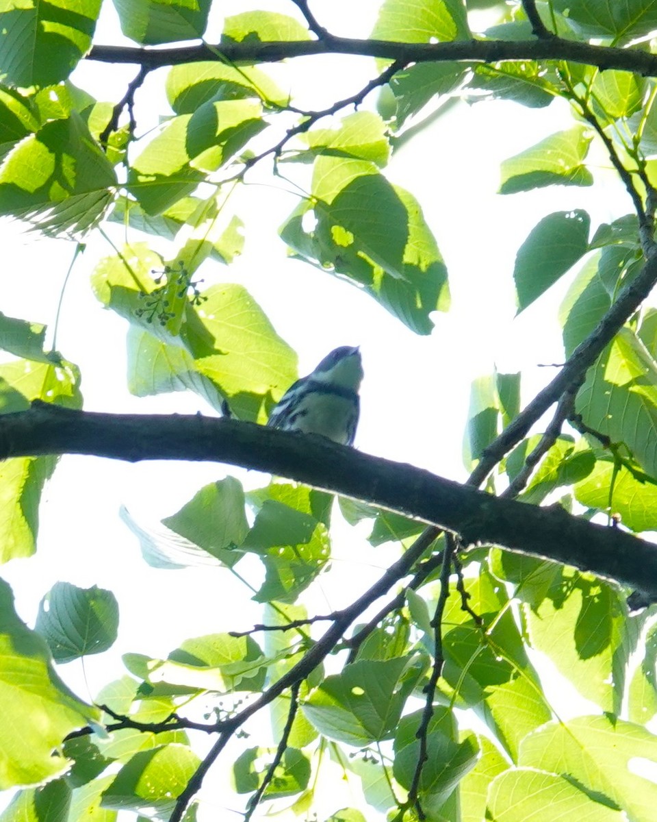 Cerulean Warbler - Brian Lineaweaver