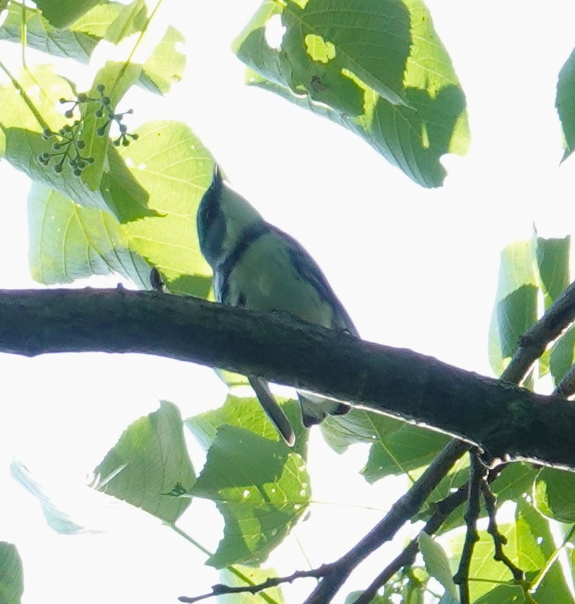 Cerulean Warbler - Brian Lineaweaver