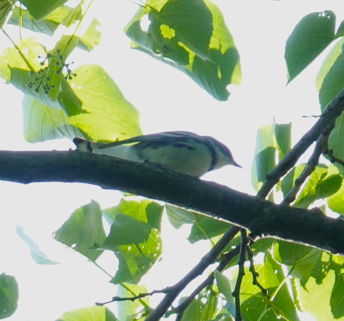 Cerulean Warbler - Brian Lineaweaver