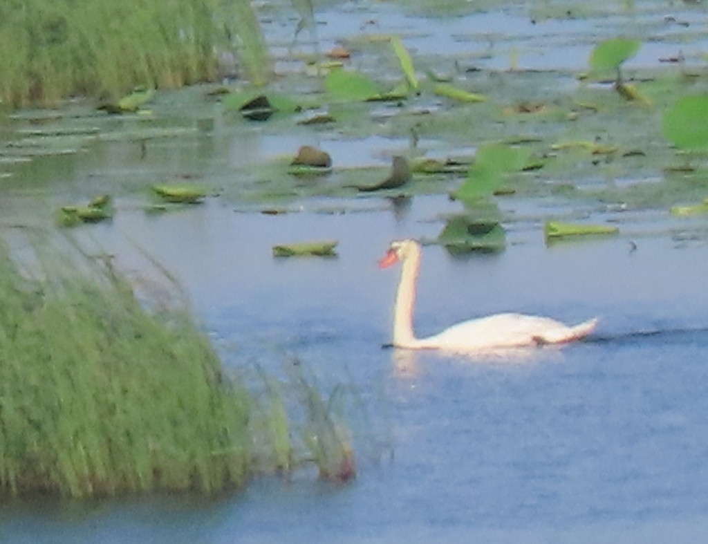 Mute Swan - ML619581175