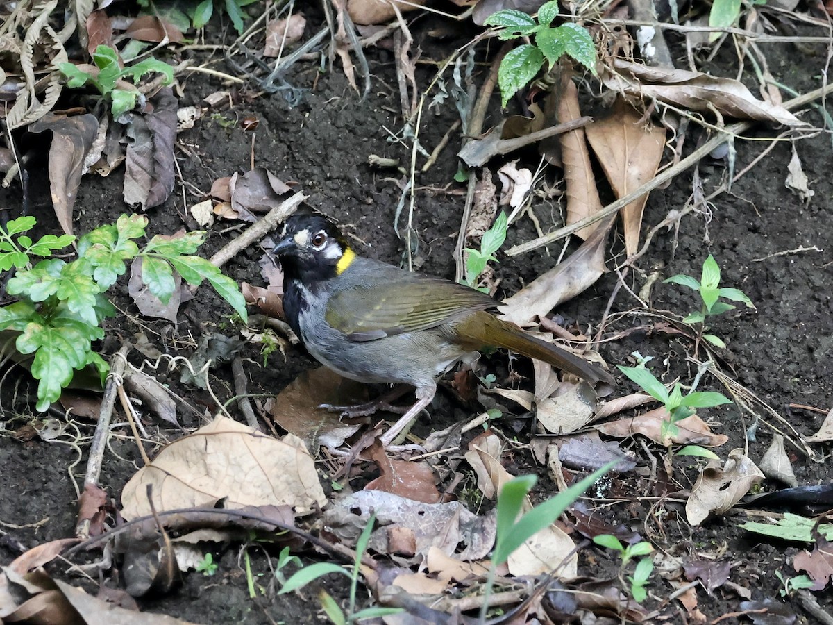 White-eared Ground-Sparrow - Amy Bishop & Doug Booher