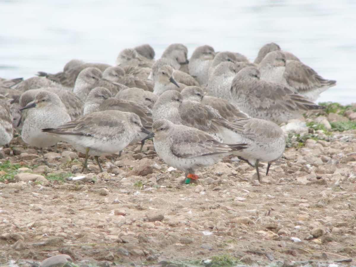 Red Knot - Gavin Thomas