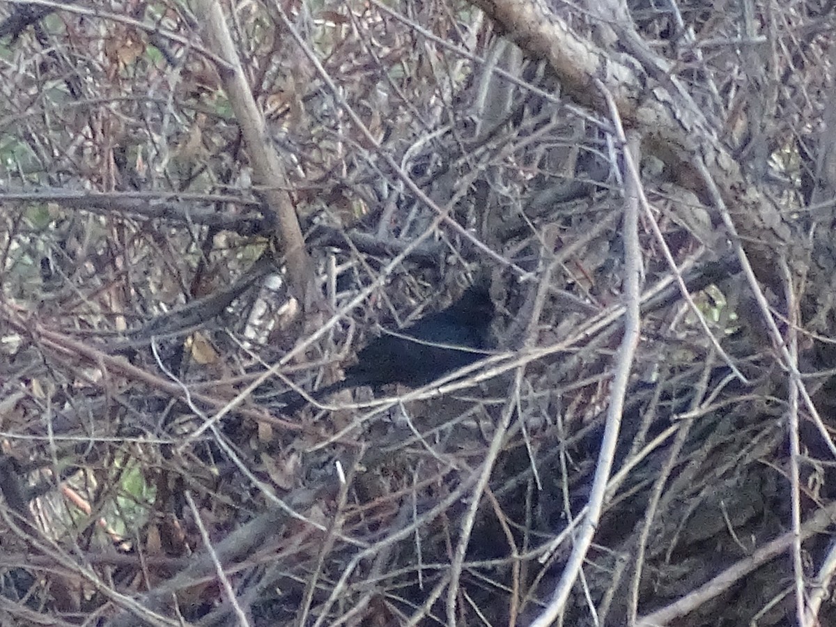 Phainopepla - Chris Howard