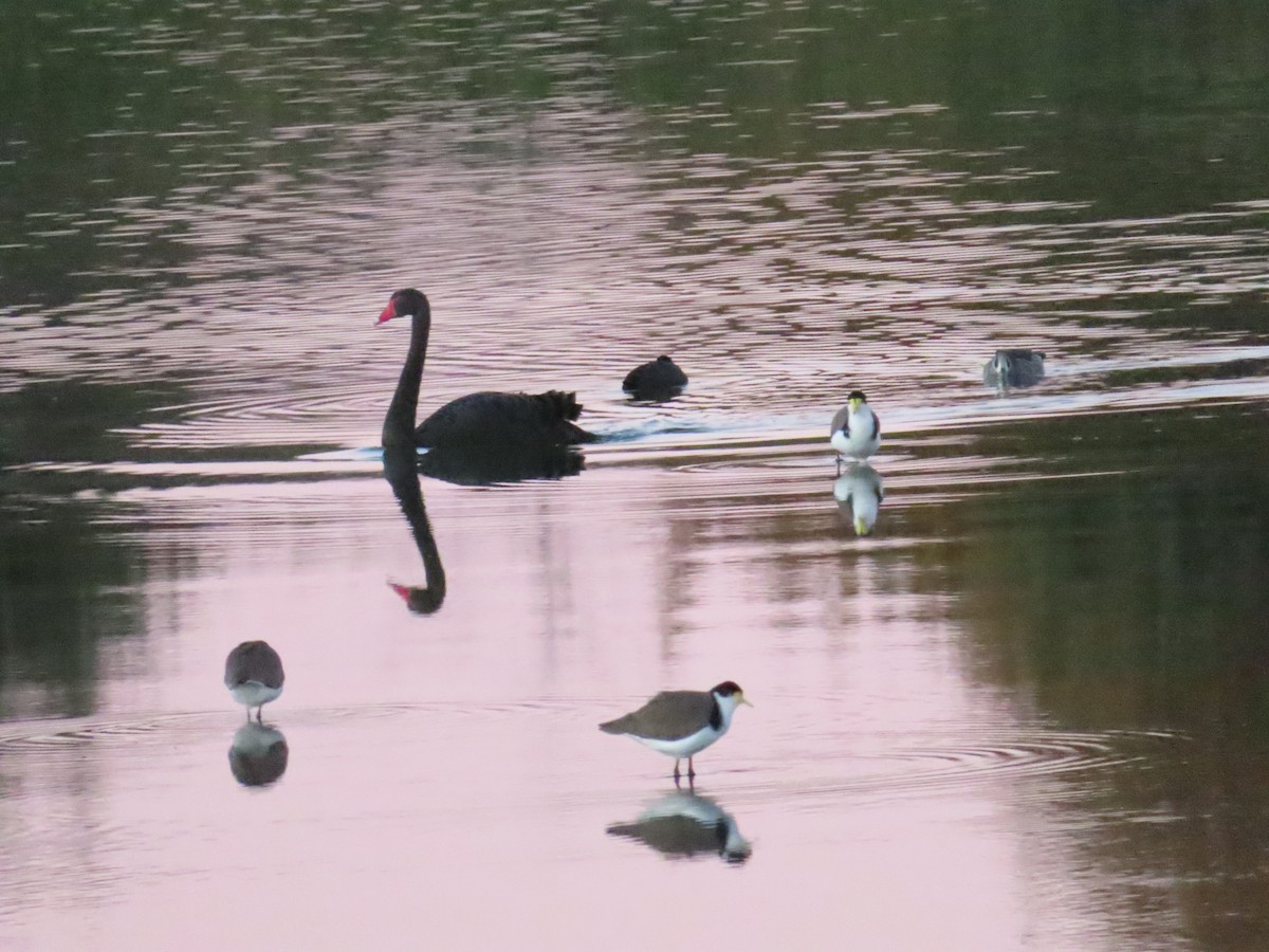 Black Swan - Ben Ward