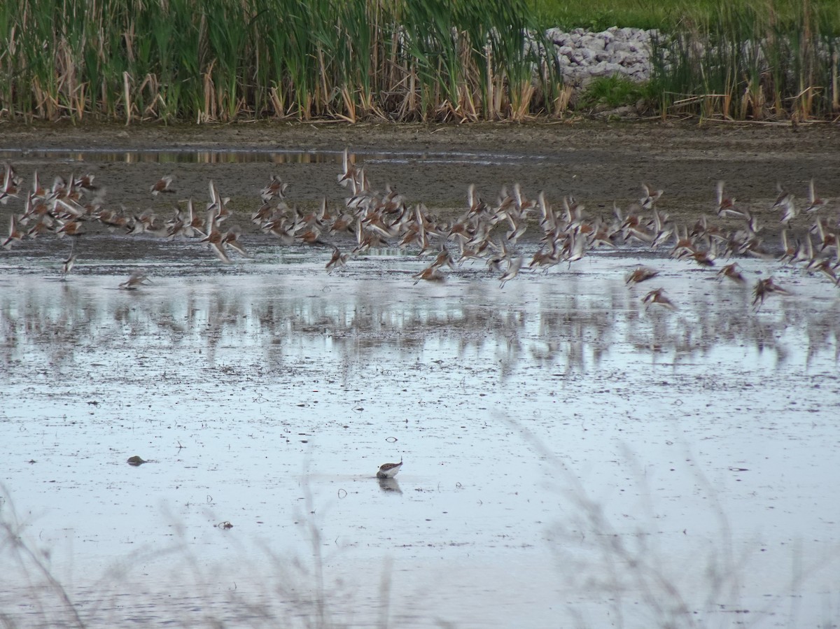 Dunlin - ami horowitz