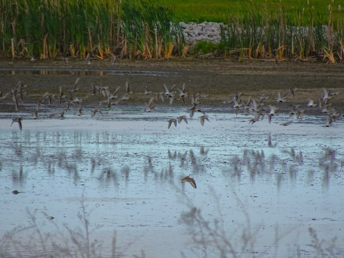 Dunlin - ami horowitz