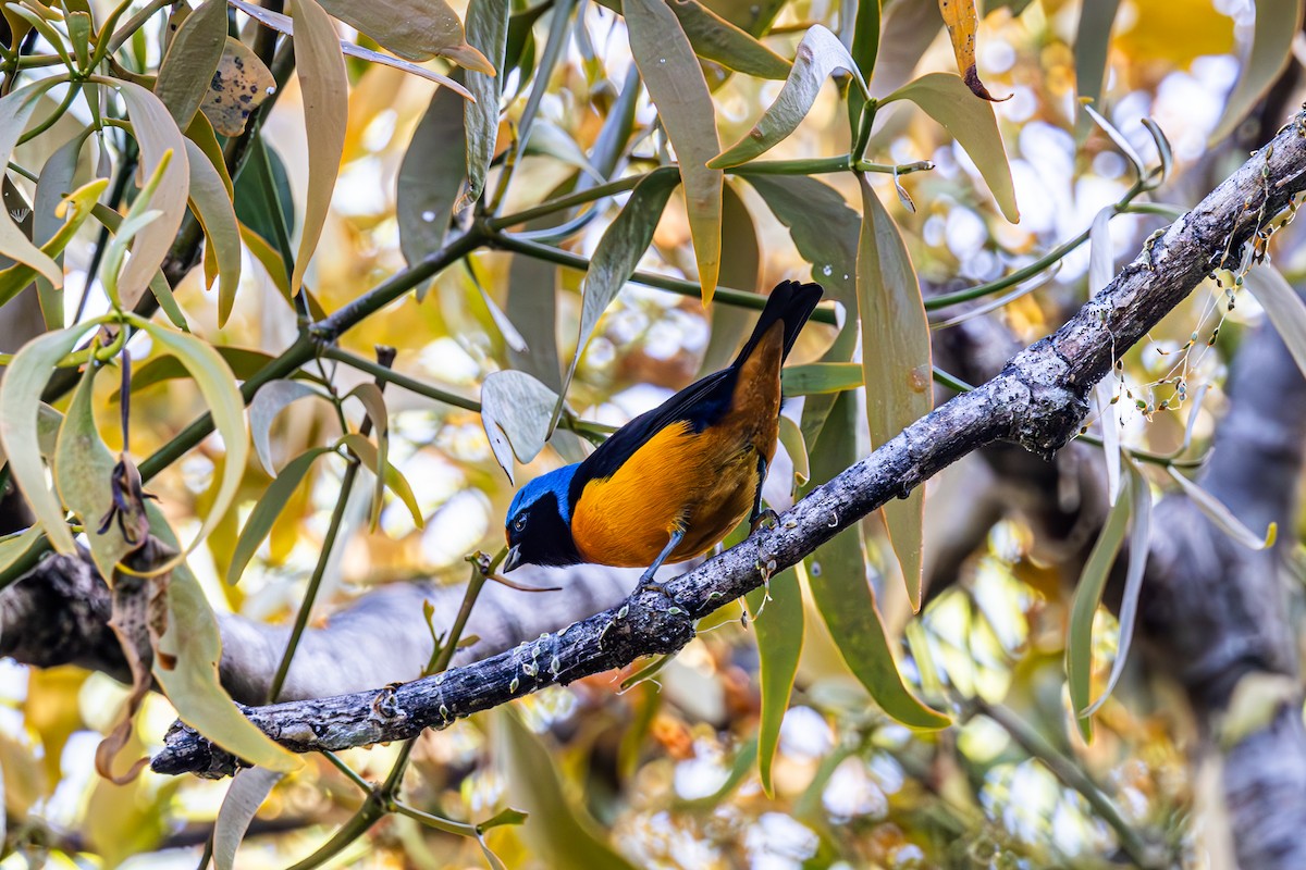 Elegant Euphonia - Mason Flint