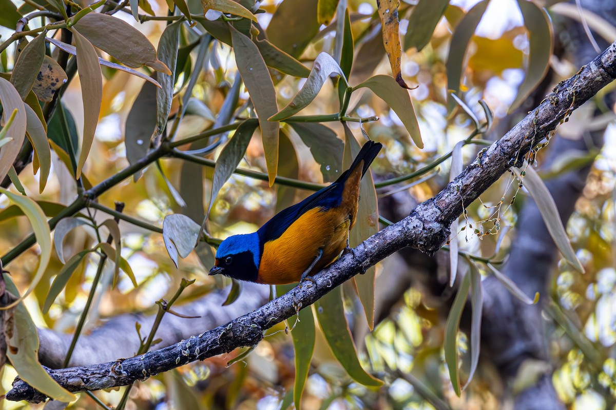 Elegant Euphonia - Mason Flint