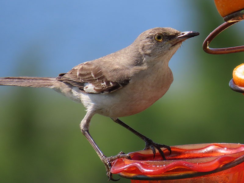 Northern Mockingbird - Karen Lebing