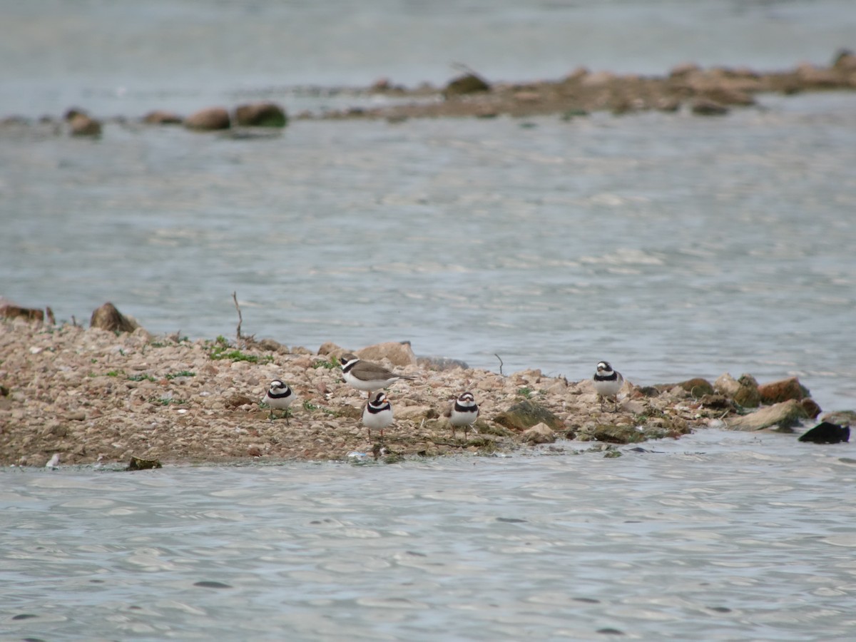 Common Ringed Plover - Gavin Thomas