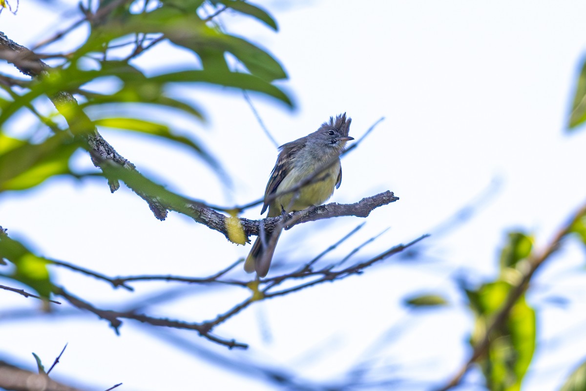 Yellow-bellied Elaenia - Mason Flint