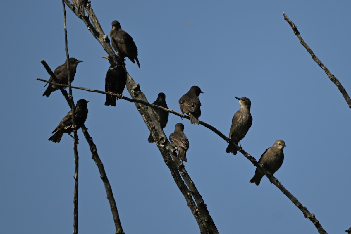 European Starling - Matthew John Rice