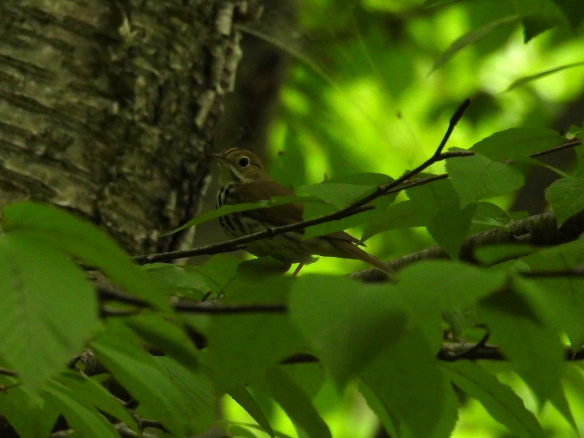 Ovenbird - Navin Viswanathan