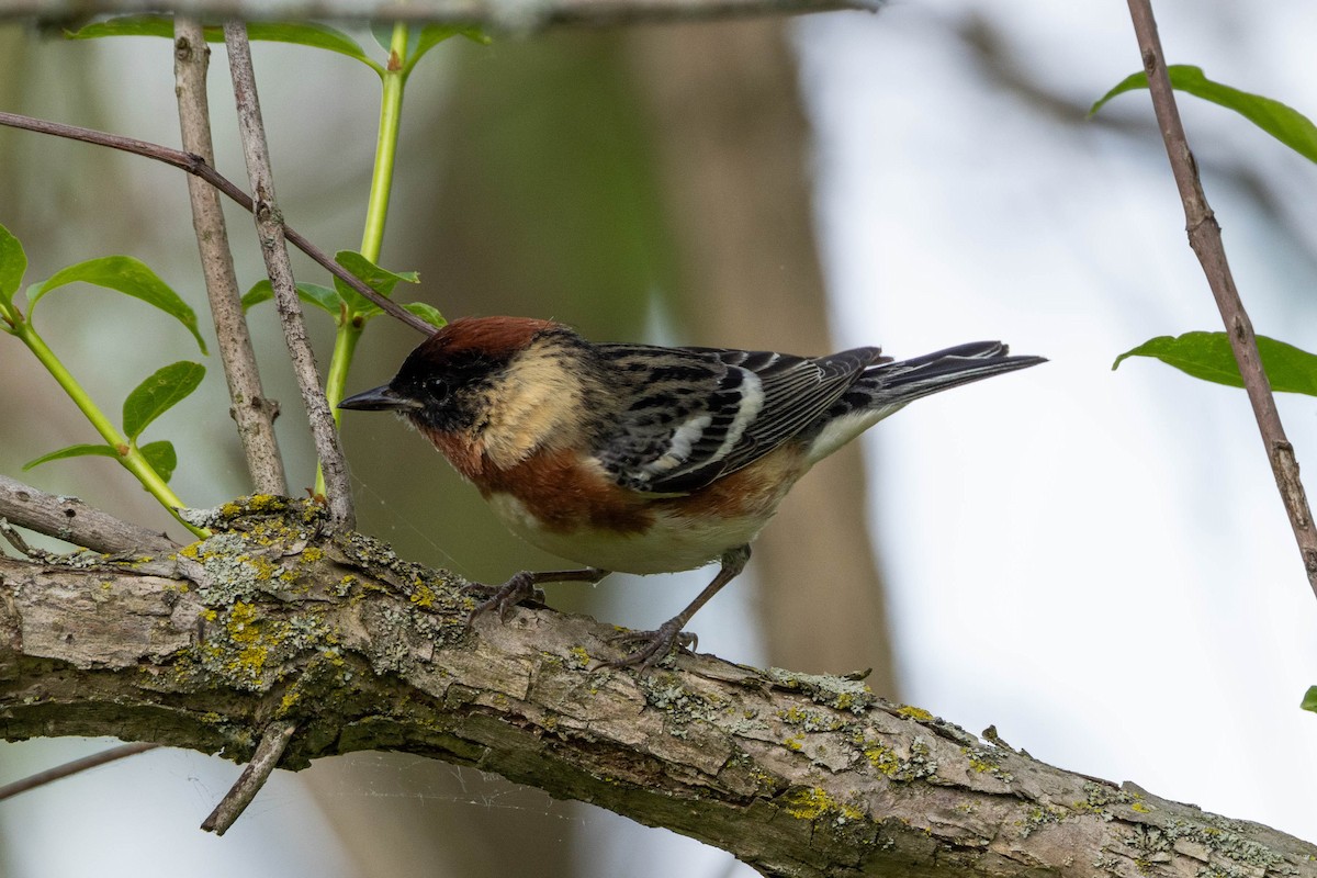 Bay-breasted Warbler - Kees de Mooy