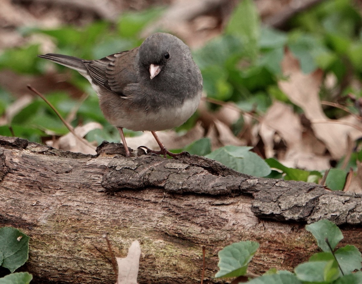 Dark-eyed Junco - Linda  LaBella