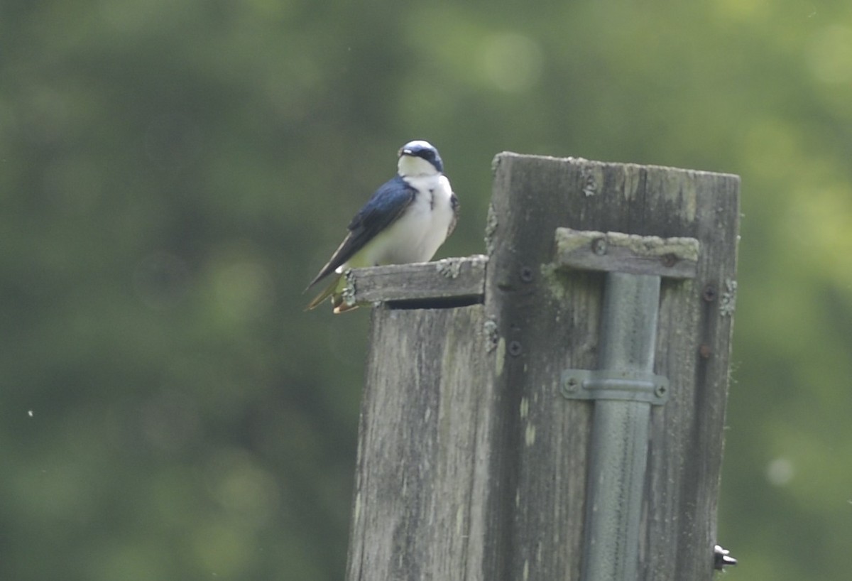 Tree Swallow - ML619581231