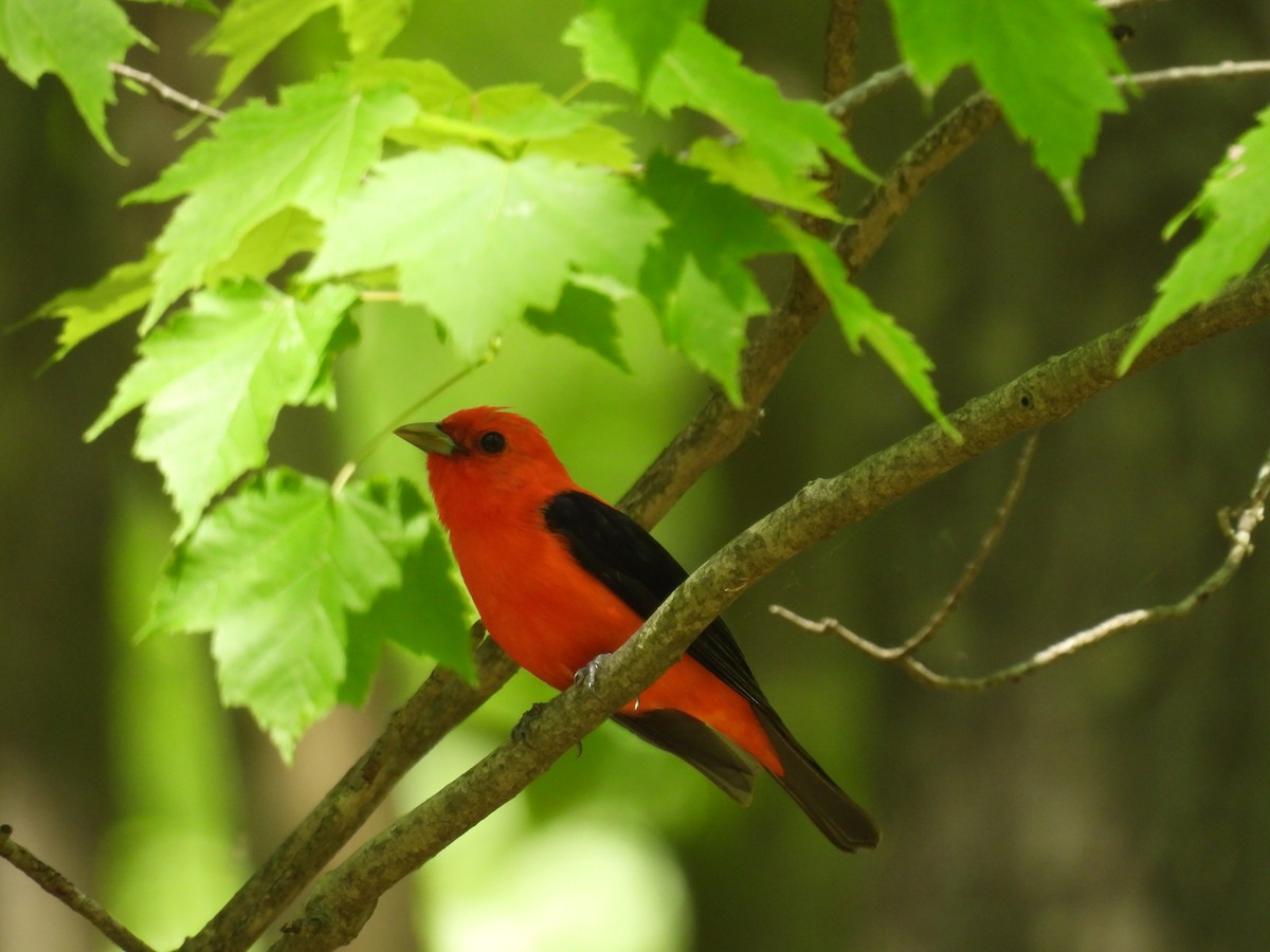 Scarlet Tanager - Navin Viswanathan