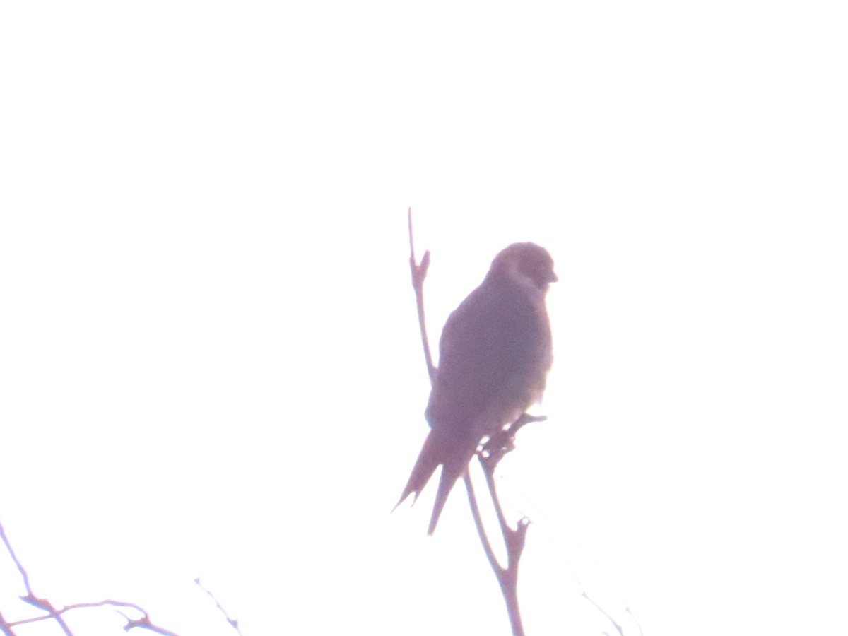 Australian Hobby - Ben Ward