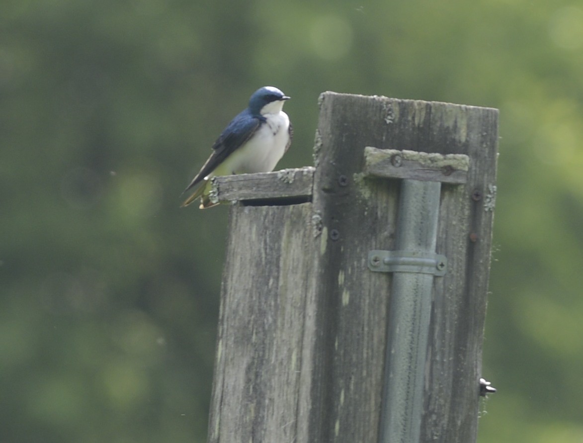 Tree Swallow - Huron Valley Audubon  Michigan