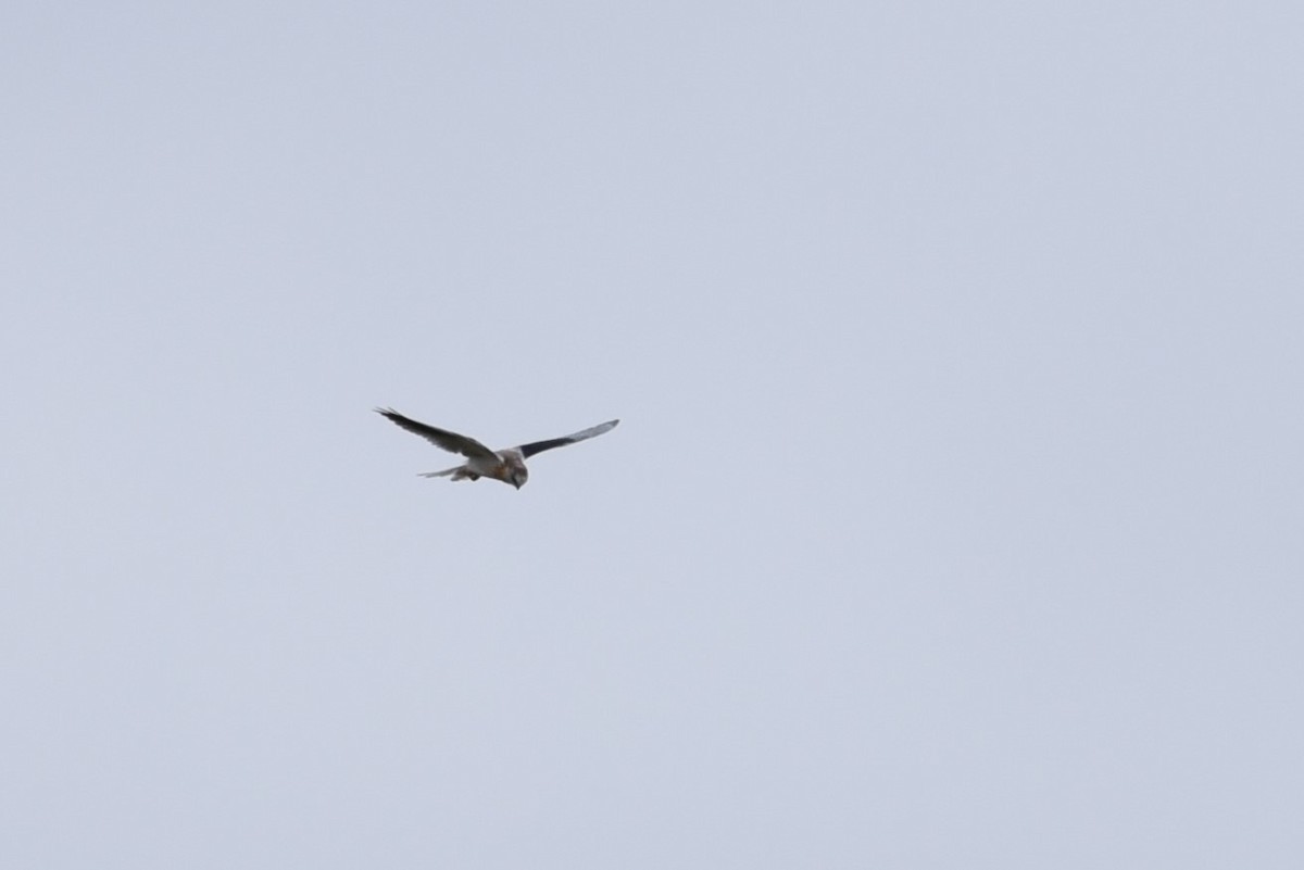 White-tailed Kite - Bruce Mast