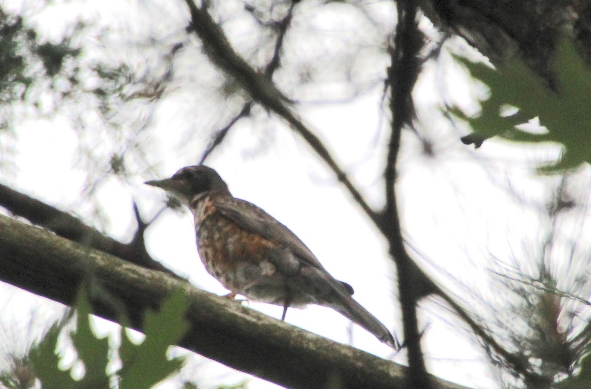 American Robin - Carole Swann